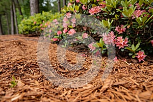 close view of pine bark mulch around azalea bushes