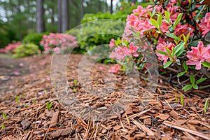 close view of pine bark mulch around azalea bushes