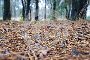 Close view on a pine cone lying on a bed of pine needles