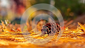 Close view on a pine cone lying on a bed of pine needles