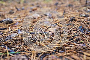 Close view on a pine cone lying on a bed of pine needles