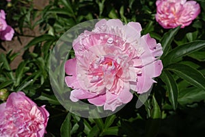 Close view of pink flower of peony in May