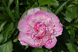 Close view of pink flower of peony in mid May