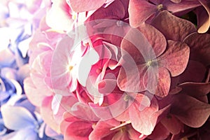 CLOSE VIEW OF PINK HYDRANGEA FLOWER
