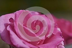 Close view of a pink rose with blurred background photo