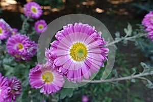 Close view of pink and white flower of semidouble Chrysanthemums photo
