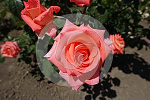 Close view of pinkish orange rose