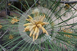 Close view of pollen cone of Pinus sylvestris