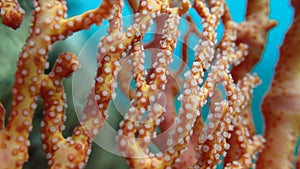 Close view on polyp gorgonian coral