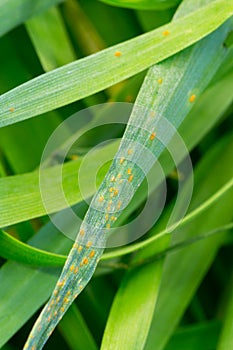 Close view puccinia triticina fungus on wheat leaf