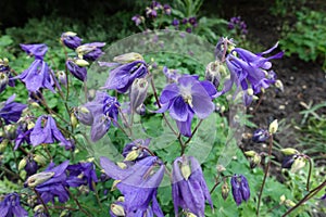 Close view of purple flowers of Aquilegia vulgaris