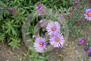 Close view of purple flowers and buds of New England asters photo