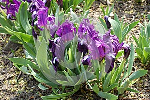 Close view of purple flowers of dwarf irises