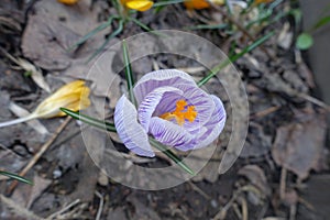 Close view of purple and white striped flower of Crocus vernus in April