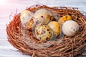 Close view of quail eggs lying in the nest. Fragility speckled quail eggs with cholesterol and protein.