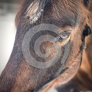 Close view of Quarter Horse