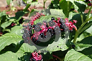 Close view of raceme of black berries of Phytolacca acinosa