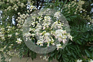 Close view of raceme of flowers of Sophora japonica