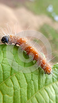 Close view of a red caterpiller : stock image