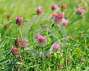 Close view of Red clover (Trifolium pratense)