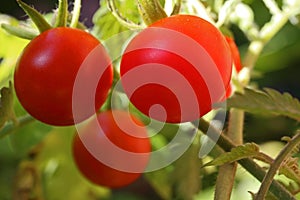 CLOSE VIEW OF RED COCKTAIL TOMATOES IN A GARDEN