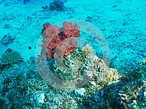 Close view of a red soft coral on rainbow reef in fiji