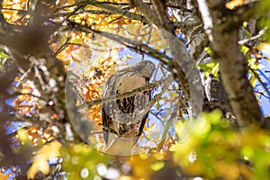 Close view at red-tailed hawk sitting inside a tree crown looking down