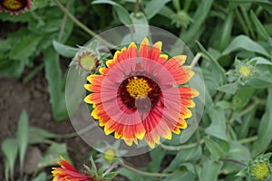 Close view of red and yellow flower of Gaillardia aristata