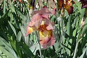 Close view of red and yellow flower of Iris germanica