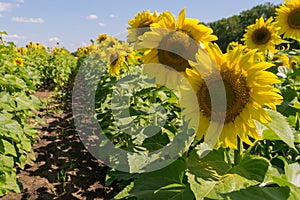 A close view of a ripe sunflower with large green leaves on a field for growing sunflowers on a summer or autumn sunny day with