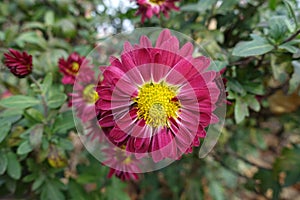 Close view of ruby red and yellow flower of Chrysanthemum