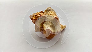 A beautiful sea conch on a white background.