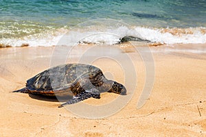 Close view of sea turtle resting on Laniakea beach on a sunny day, Oahu