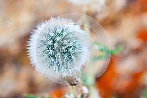Close view of seedhead of the dandelion