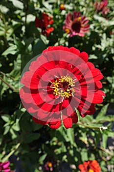 Close view of semi-double red flower of Zinnia elegans in August