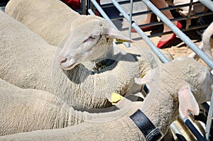 Close view of sheep in sheepfold