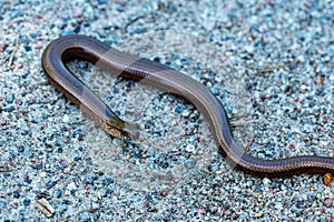 Close view of a slow worm slithering on the ground