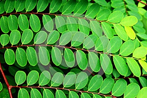 Small oblong leaves photo