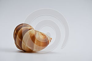 Brown snail shell on white background.