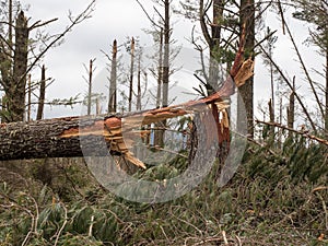 A close view of a snapped pine tree trunk in a destroyed forest after storm cyclone Gabrielle.