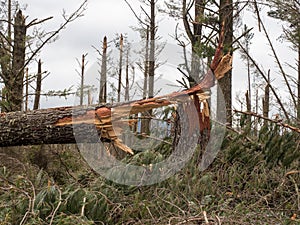 A close view of a snapped pine tree trunk in a destroyed forest after storm cyclone Gabrielle. photo