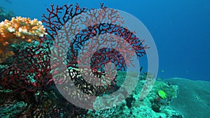 close view of a stunning red gorgonian growing on rainbow reef in fiji