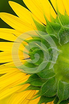 Close View of Sunflower Bloom