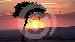 close view at sunset of an acacia tree in masai mara