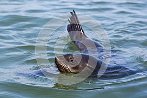 Close view swimming eared seal otariidae in blue water, sunshine