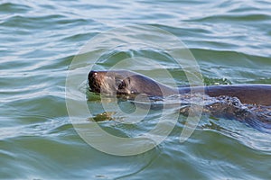 Close view swimming eared seal otariidae, water, sunshine