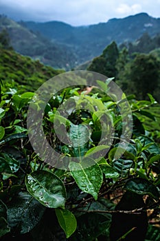 Close view of tea leaves with drops of water at a tea plantation in Nuwara Eliya, Sri Lanka. Green tea growing with the mountains