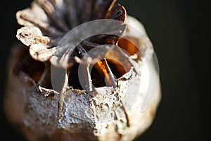 CLOSE VIEW OF TEXTURE OF DRY POPPY SEED POD