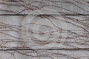 Dried Vine Tendrils on Textured Concrete Wall