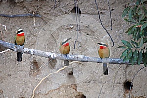CLOSE VIEW OF THREE WHITEFRONTED BEE-EATER BIRDS SITTING IN A ROW ON A BRANCH